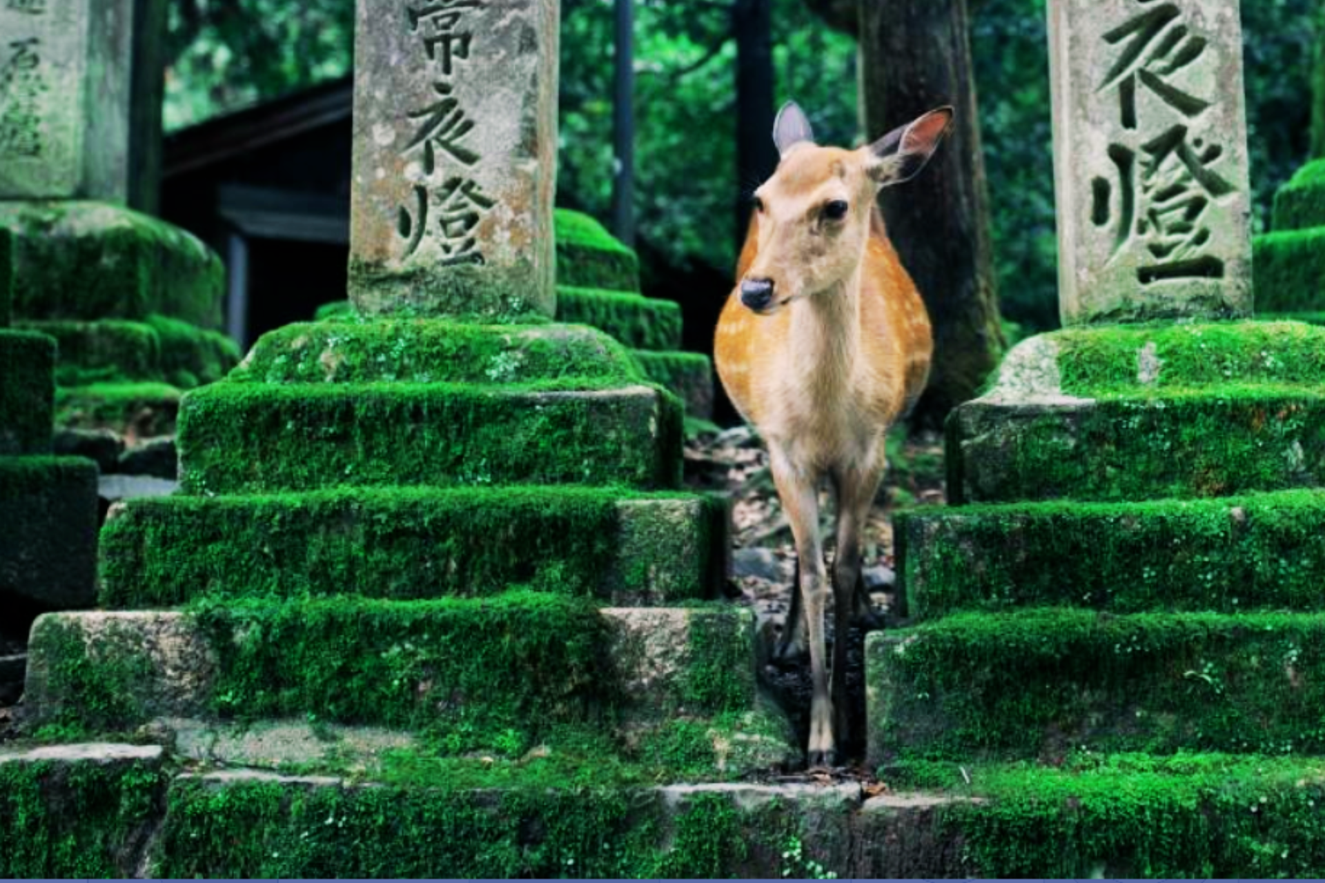 drupalcon-nara-2025-highlights